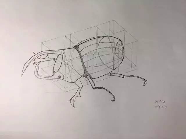 《甲虫》